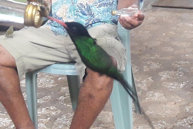 Private Rockland Bird Sanctuary Tour from Montego Bay - The 1-hour guided sanctuary tour (what actually happens)