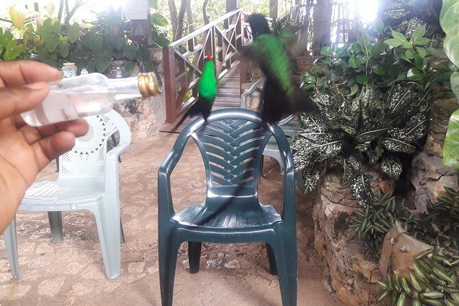 Private Rockland Bird Sanctuary Tour from Montego Bay - Bird sightings aren’t always the same: rain and expectations