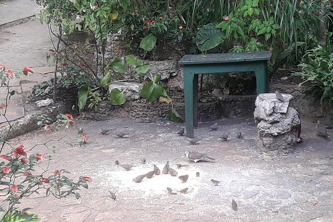 Private Rockland Bird Sanctuary Tour from Montego Bay - A practical checklist you’ll thank yourself for