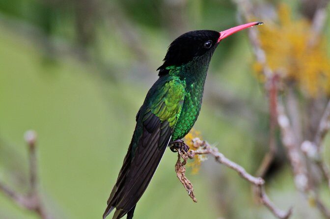 Rockland Bird Sanctuary Private Tour - Timing, weather, and what to bring for a finger-feeding moment