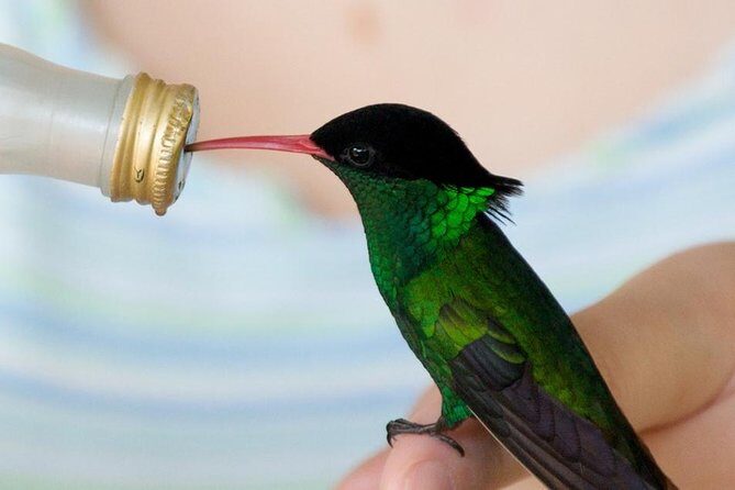 Rockland Bird Sanctuary Tour [Transportation] Hotel Pick-Up - A Calm Bird Break From Montego Bay (That’s Actually Short)