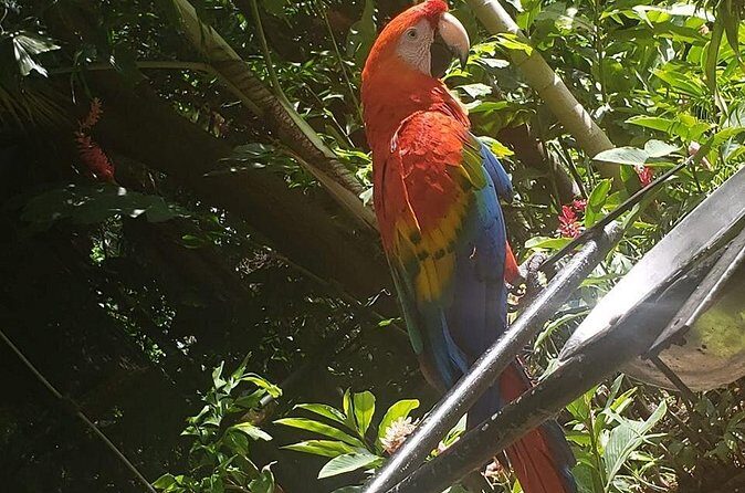 Rockland Bird Sanctuary Tour [Transportation] Hotel Pick-Up - What You’re Likely to See: Caribbean Birds Up Close
