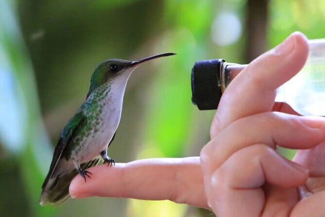 Rocklands Bird Sanctuary and Montego Bay Highlights - Key Highlights You Should Not Skip