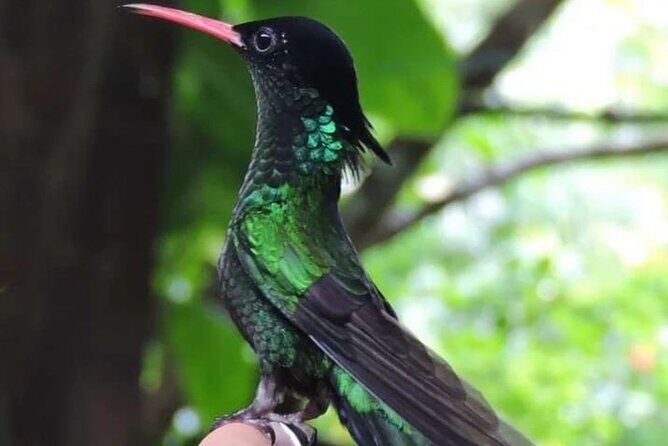 Rocklands Bird Sanctuary and Montego Bay Highlights - Entering the Hills: Why This Tour Fits a Real Jamaica Day