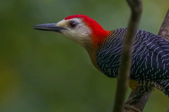 Rocklands Bird Sanctuary and Montego Bay Highlights - More Than Hummingbirds: Why Over 200 Species Matters
