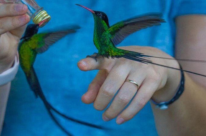 Rocklands Bird Sanctuary and Montego Bay Highlights - Shopping and Jamaican Food Stops: Small Detours That Add Flavor