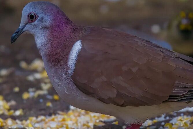 Rocklands Bird Sanctuary and Montego Bay Highlights - Timing, Tickets, and What You’ll Actually Spend Your Time Doing
