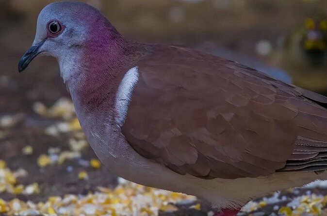 Rocklands Bird Sanctuary and Montego Bay Highlights - Price and Value: Is $120 Per Person Worth It?