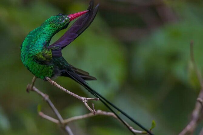 Rocklands Bird Sanctuary and Montego Bay Highlights - The Anchovy Drive and Montego Bay Views: Part Scenic, Part Practical