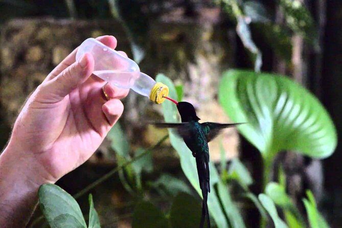 Rocklands Bird Sanctuary & City Highlights plus Shopping from Montego Bay - Why Rocklands Bird Sanctuary is the star of this 6-hour tour