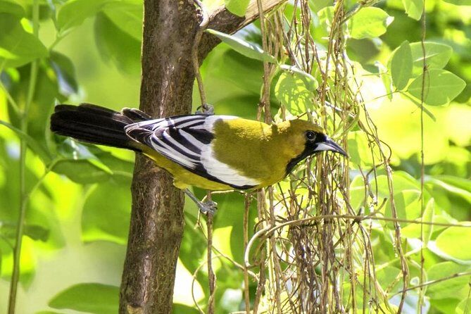 Rocklands Bird Sanctuary & City Highlights plus Shopping from Montego Bay - St James Parish Church and Richmond Hill: architecture and viewpoint time