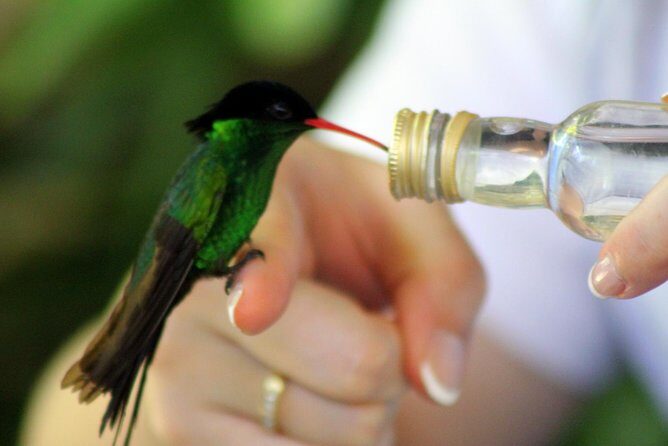 Rocklands Bird Sanctuary & City Highlights plus Shopping from Montego Bay - How the feeding works, and what to do in the moment