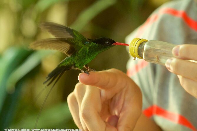 Rocklands Bird Sanctuary & City Highlights plus Shopping from Montego Bay - Price and value: what $135 includes (and what it does not)