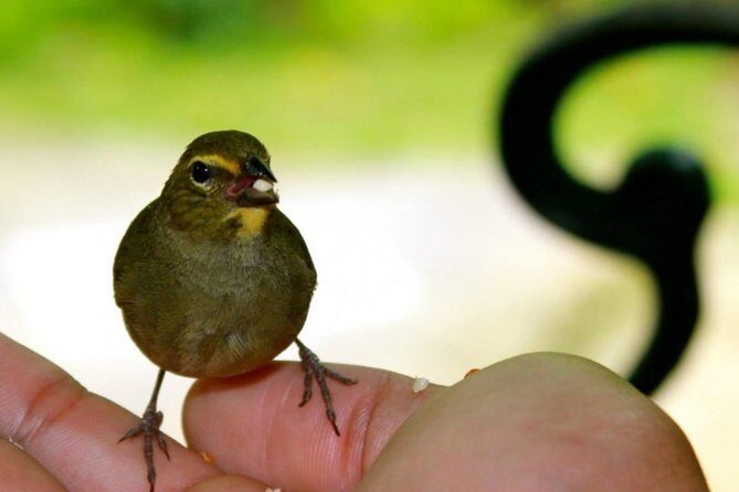 Rocklands Bird Sanctuary & City Highlights plus Shopping from Montego Bay - Timing, walking, and group size: keep expectations realistic