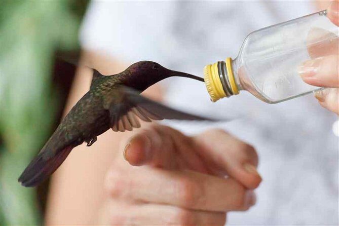 Rocklands Bird Sanctuary & City Highlights plus Shopping from Montego Bay - Who should book this Rocklands + Montego Bay highlights tour