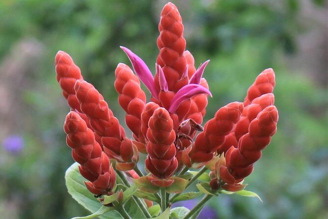 Skip the Line: Ahhh Ras Natango Gallery and Garden Admission Tickets - Drinks, snacks, and what’s included vs not
