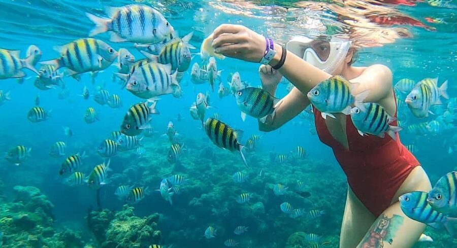 Snorkeling in Montego Bay with Transportation - Key reasons this snorkeling outing can be worth it