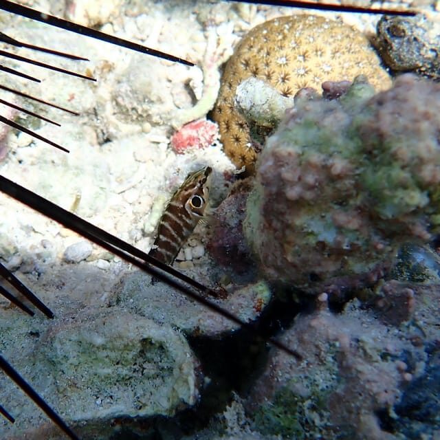 Snorkeling in Montego Bay with Transportation - After snorkeling: the point of stopping and enjoying the beach