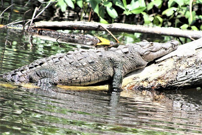 YS Falls and Black River Safari Guided Tour from Montego Bay and Grand Palladium - Black River Safari by pontoon boat: crocodiles and birdlife