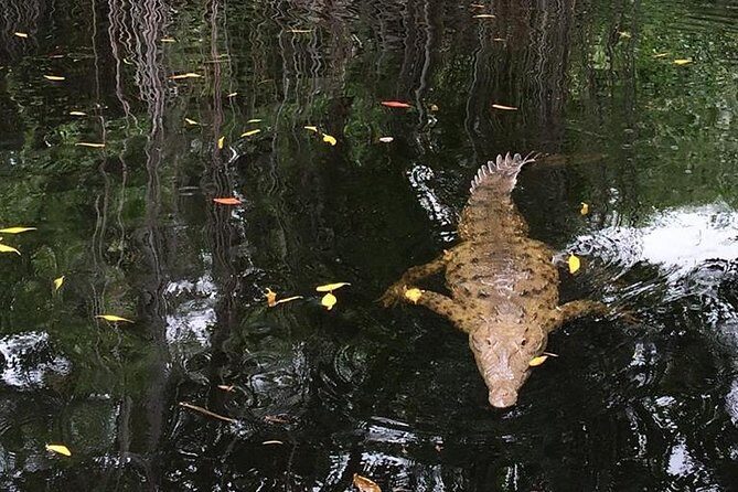 YS Falls, Black River Safari, and Floyd's Pelican Bar Day-Trip (Transportation) - Who this day trip is best for (and who might want a different plan)